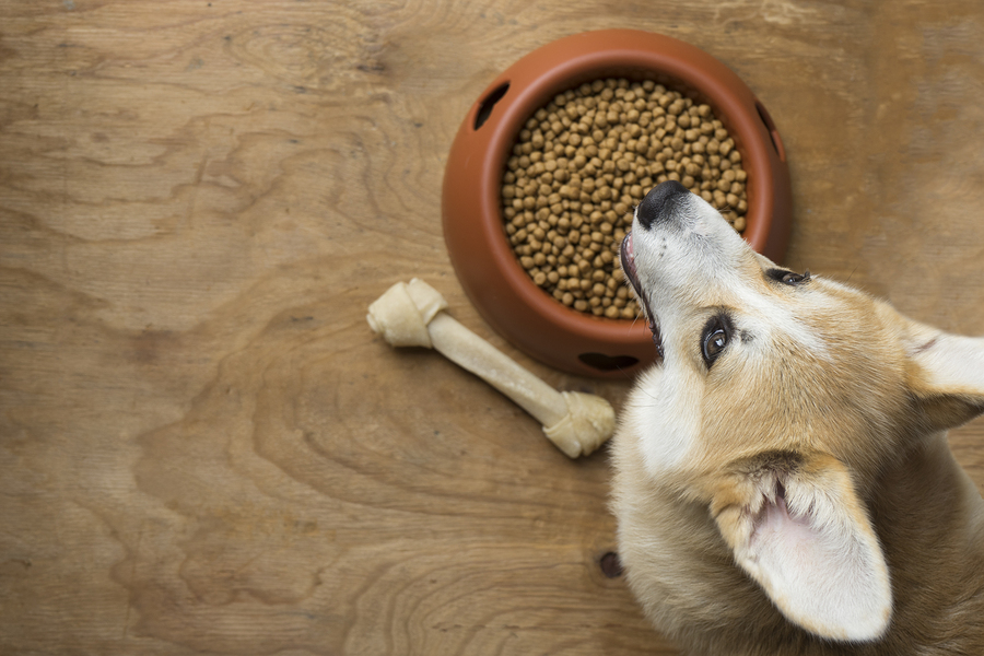 hypoallergenic food dog
